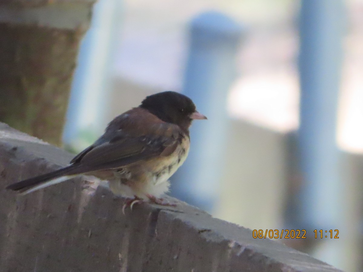 Junco ardoisé - ML472335361