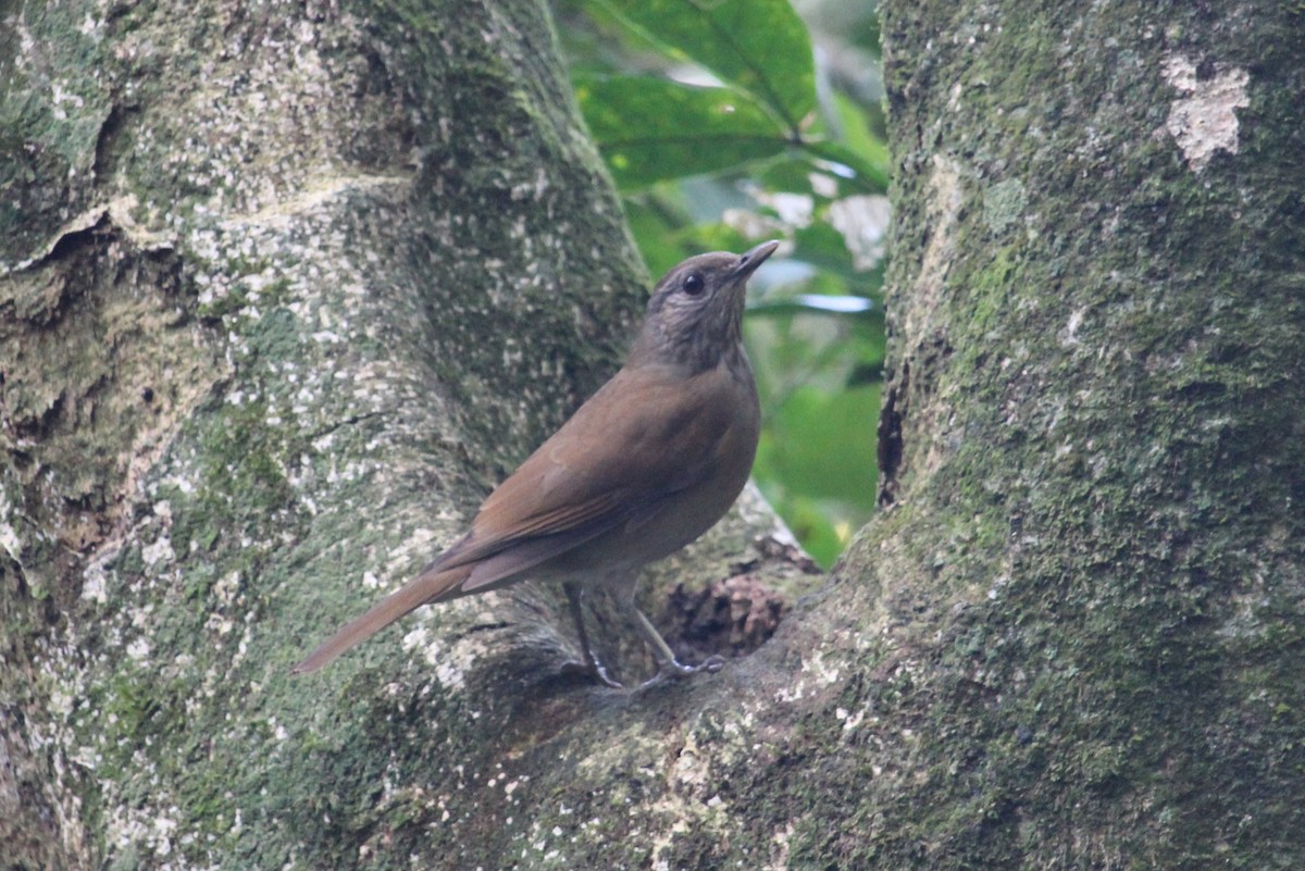 Pale-breasted Thrush - ML472335621