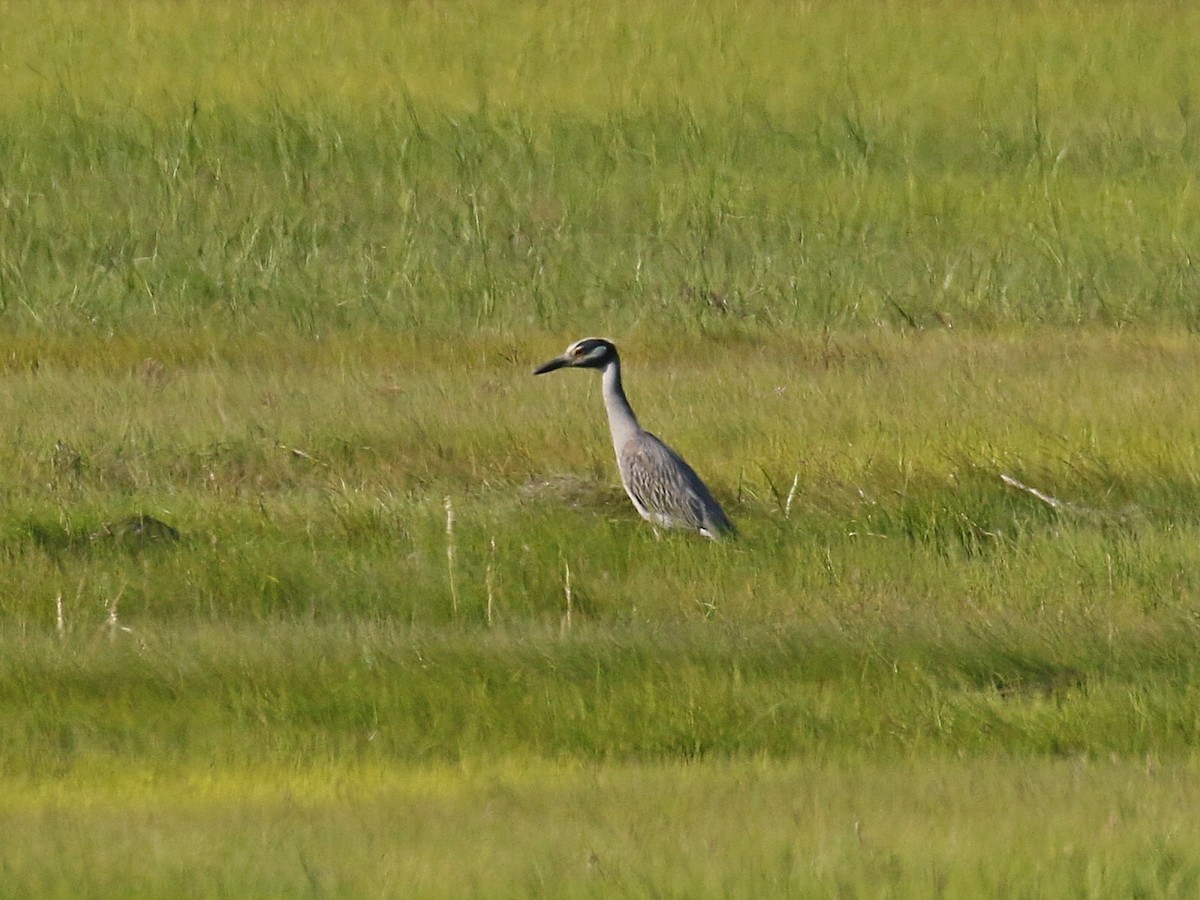 Yellow-crowned Night Heron - ML472335641