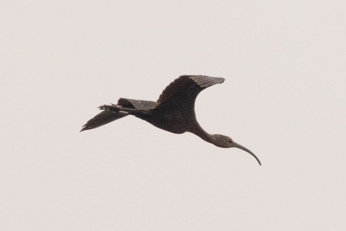 hvitgrimeibis - ML472337341