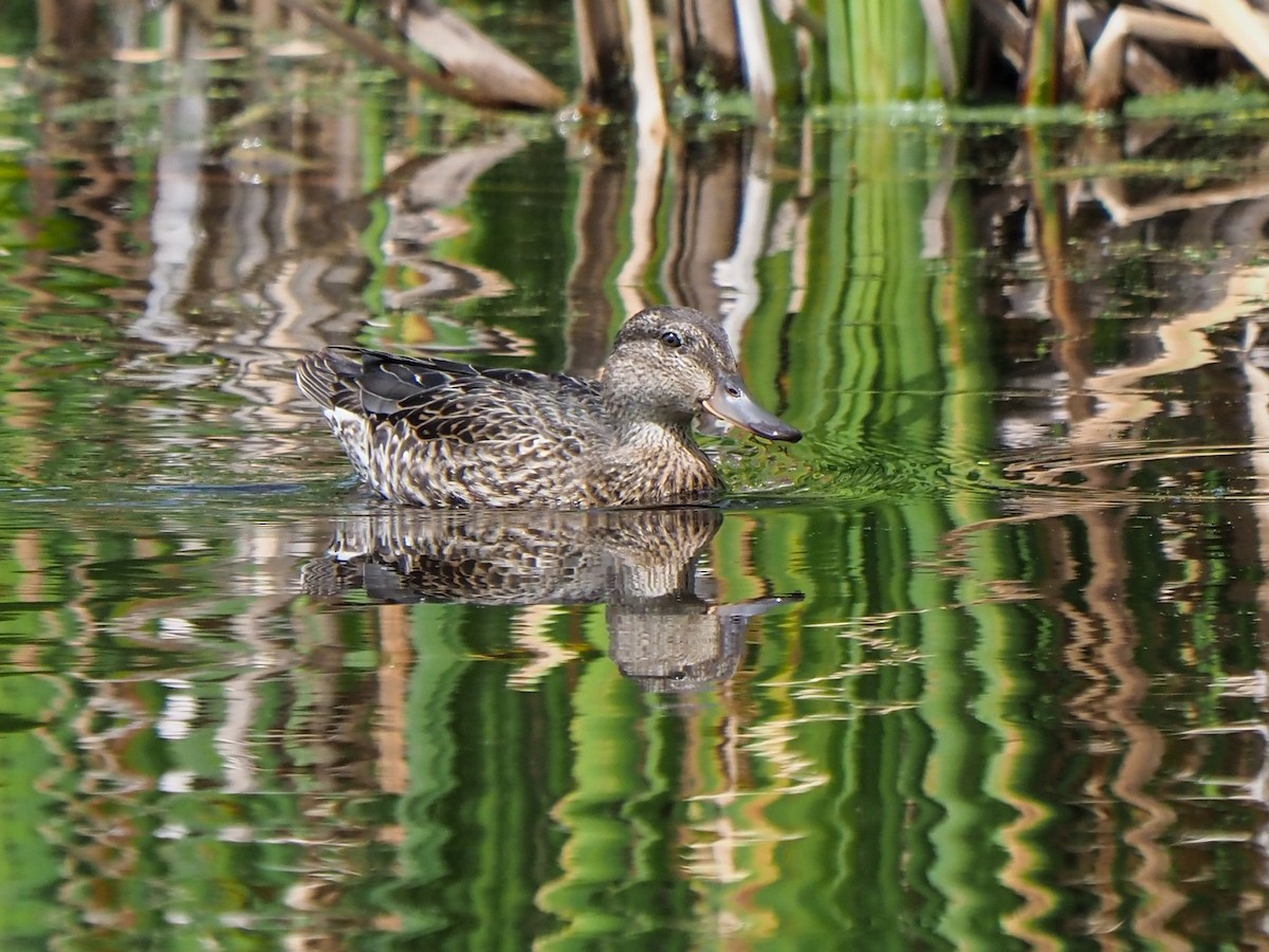 Green-winged Teal - ML472337701