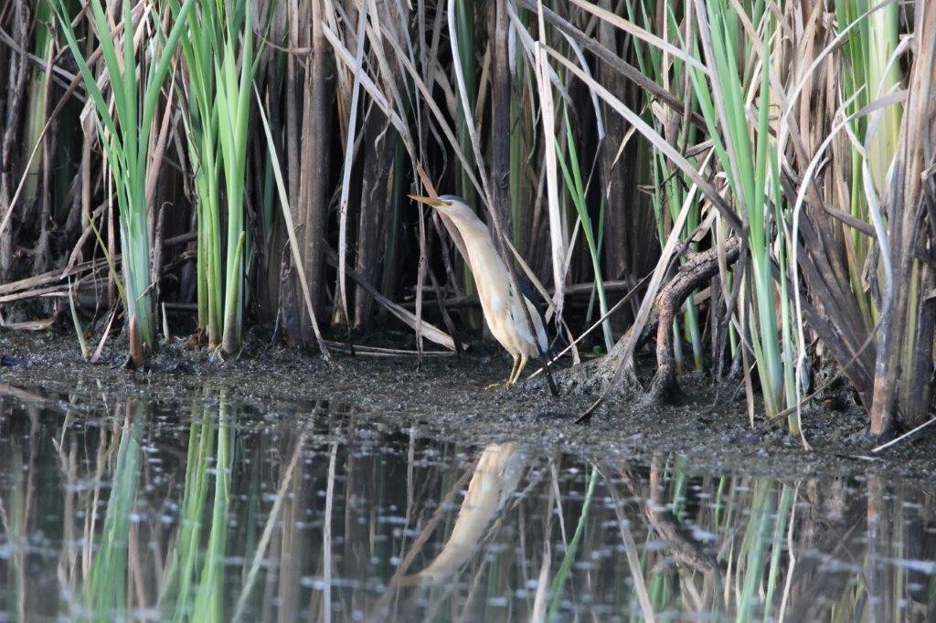 Little Bittern - ML472338181