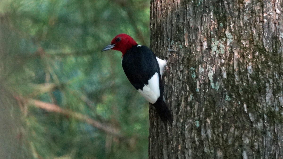 Pic à tête rouge - ML472339741