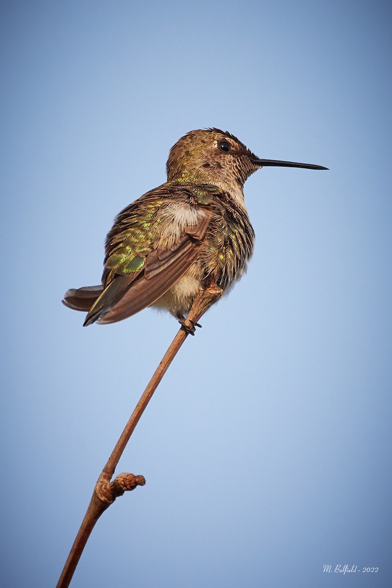 Anna's Hummingbird - ML472341631