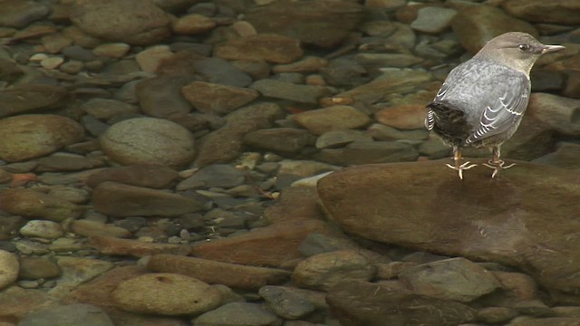 American Dipper (Northern) - ML472342