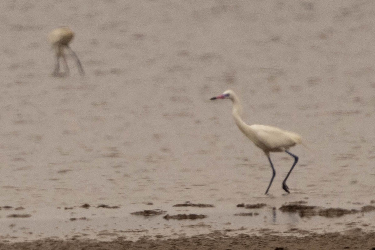 Reddish Egret - ML472342001