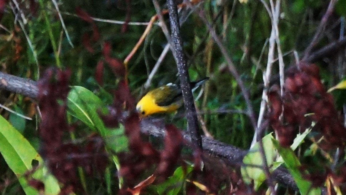 Prothonotary Warbler - Skipper Anding