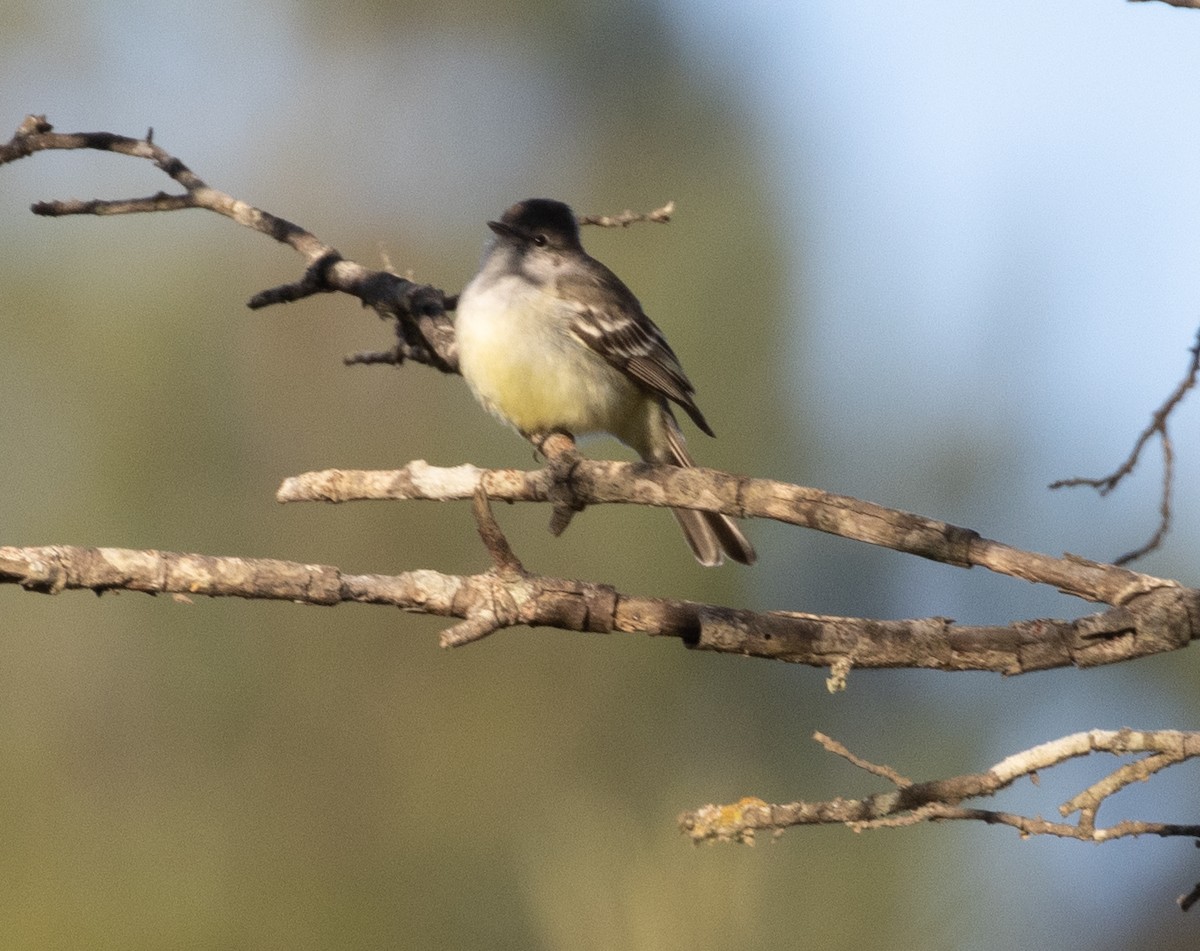 Southern Beardless-Tyrannulet - ML472342771