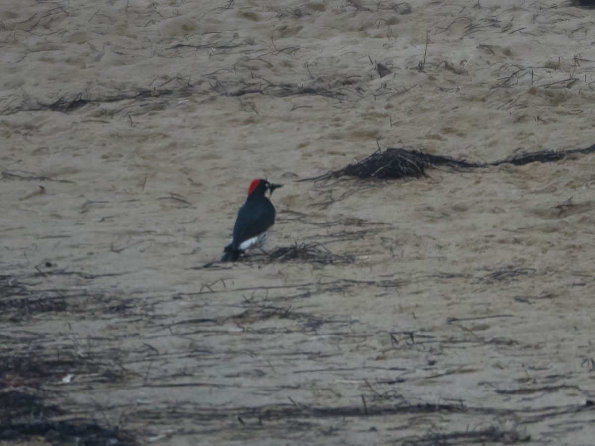 Acorn Woodpecker - ML472343031