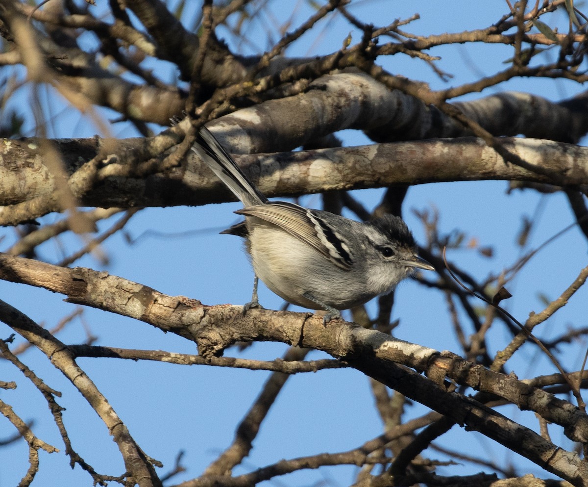 Black-capped Antwren - ML472343121