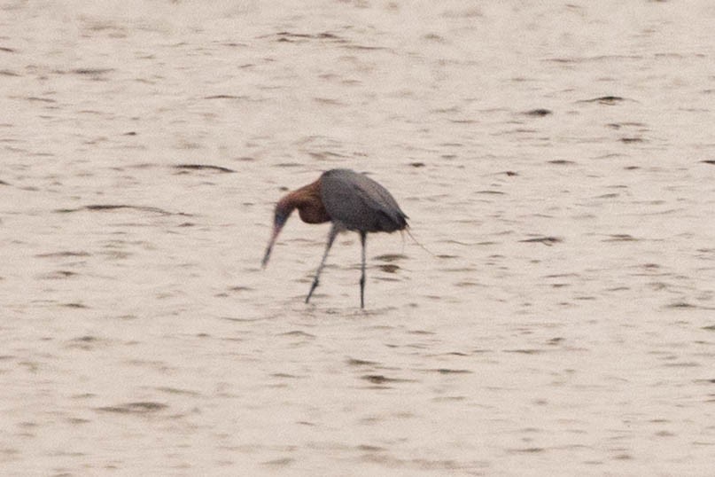 Reddish Egret - ML472343221