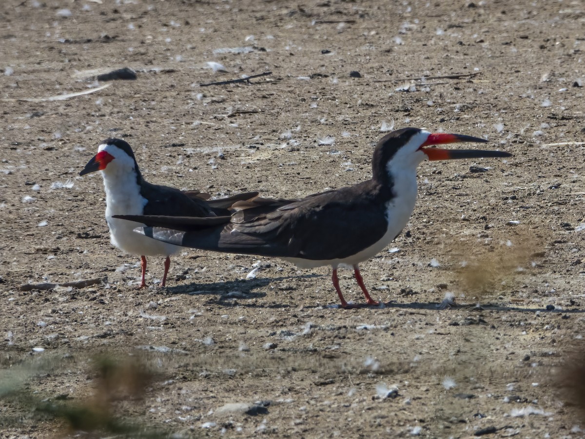 Black Skimmer - ML472344401