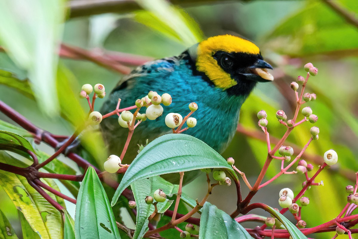 Saffron-crowned Tanager - ML472345511