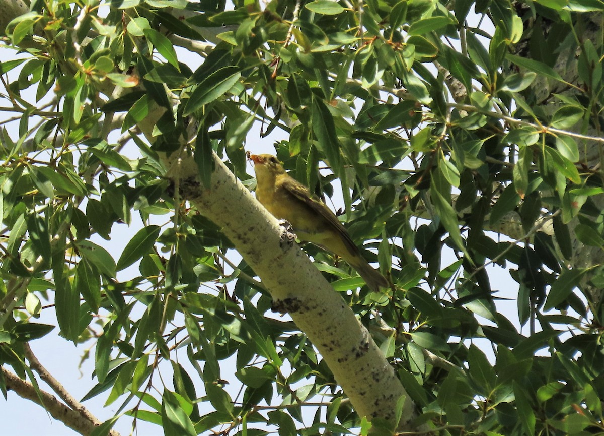 Western Tanager - ML472345581