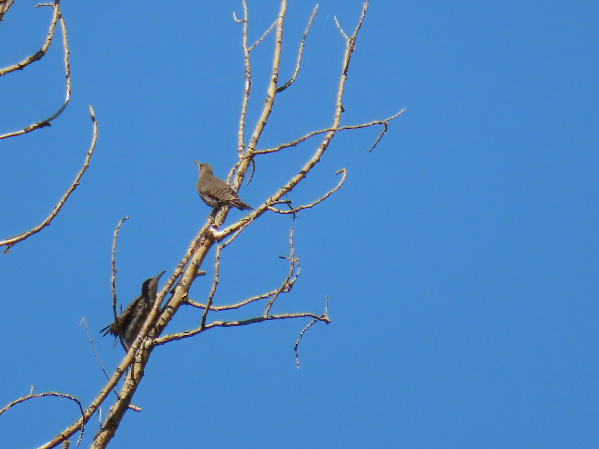 Northern Flicker - ML472345901