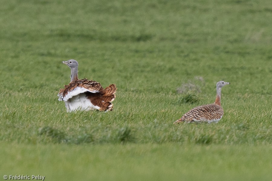 Great Bustard - ML472346361