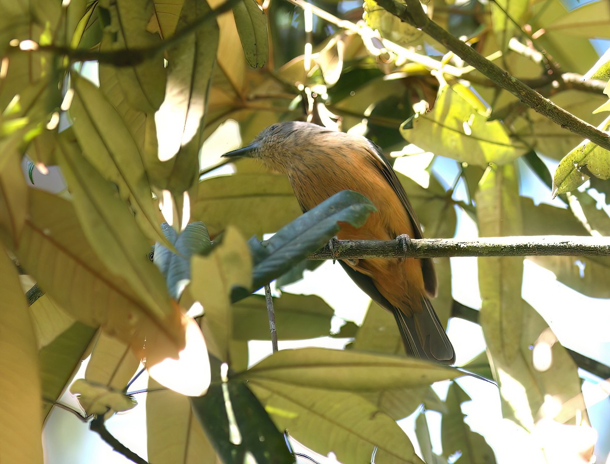 Bower's Shrikethrush - David Disher