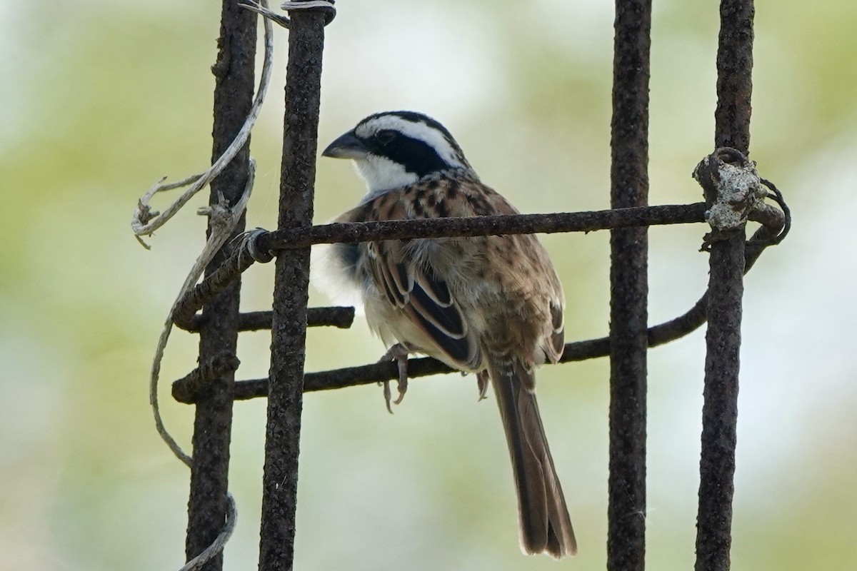 Stripe-headed Sparrow - ML472347201