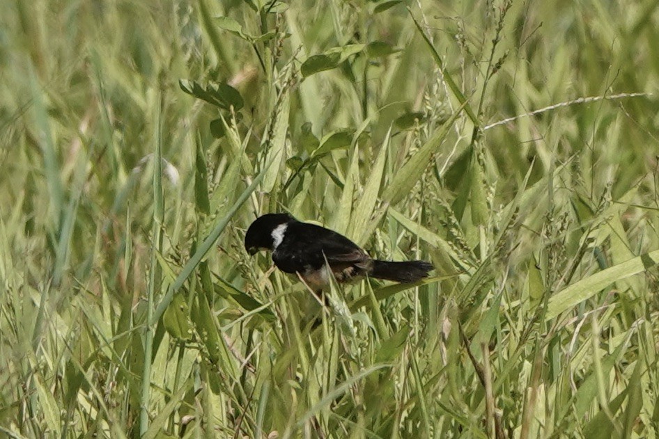 Sporophile à col blanc - ML472347521