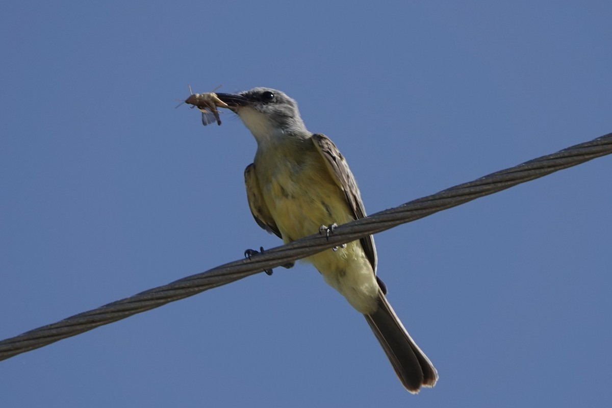 Tropical Kingbird - ML472347971