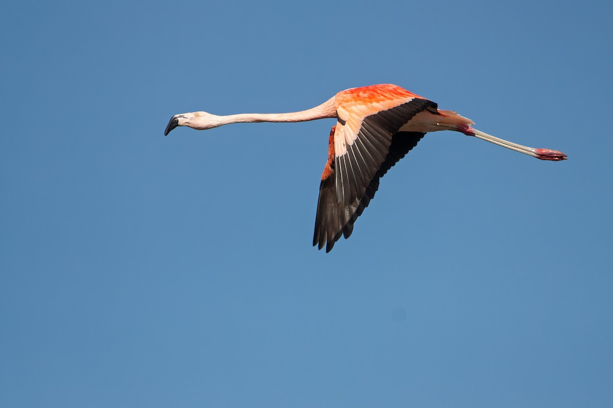 Chilean Flamingo - Valentín González Feltrup