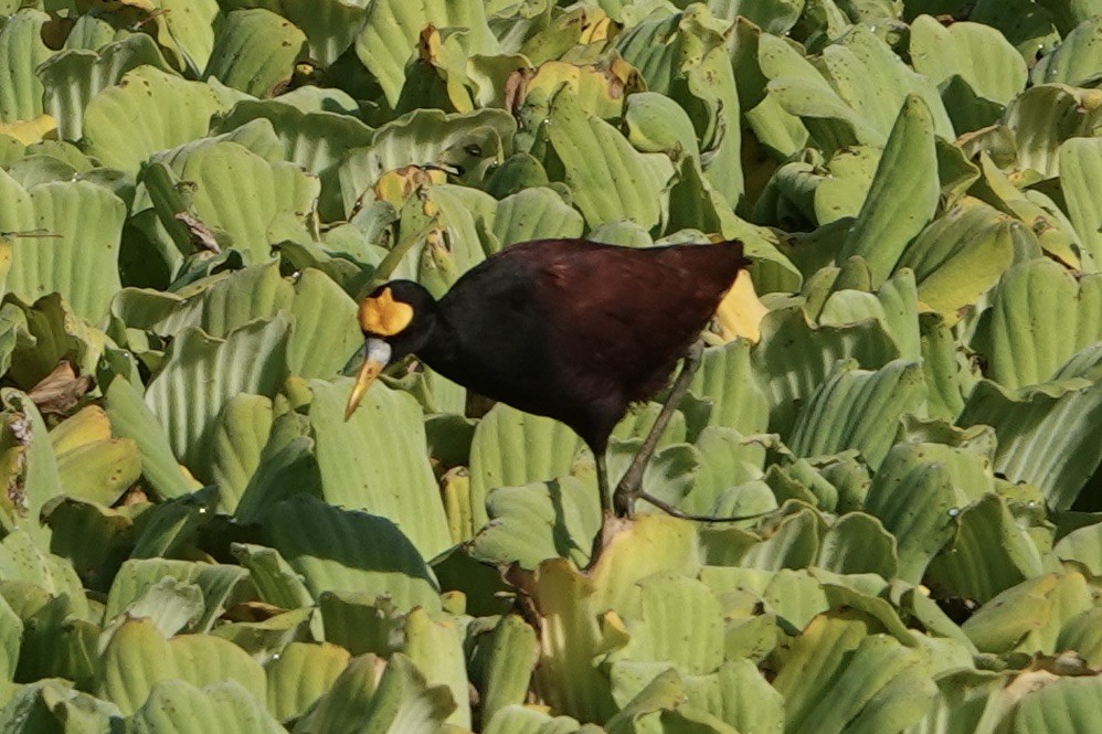 Northern Jacana - ML472348501