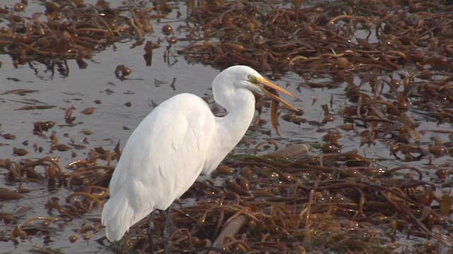 Great Egret (American) - ML472349