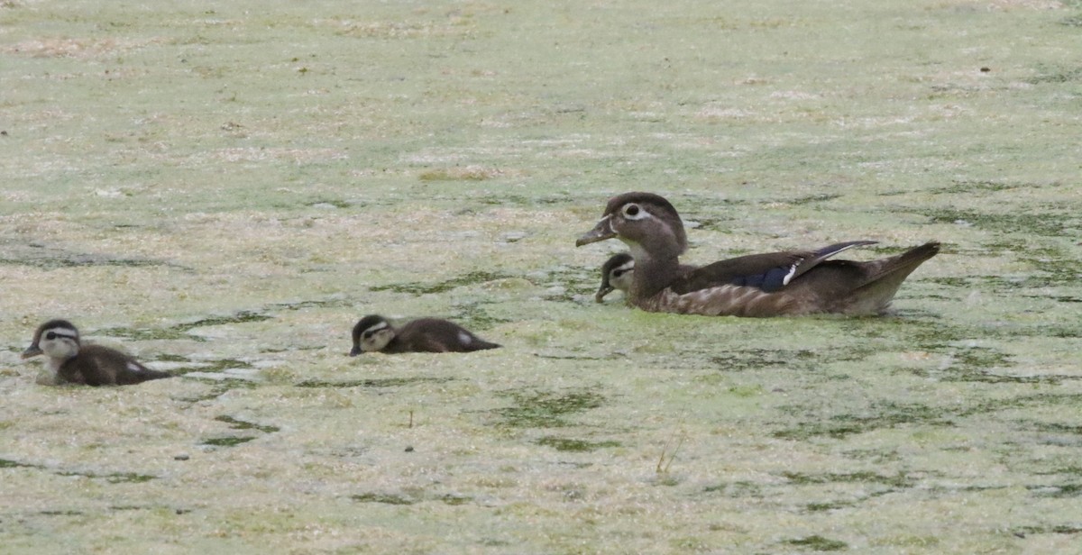 Wood Duck - ML472349091