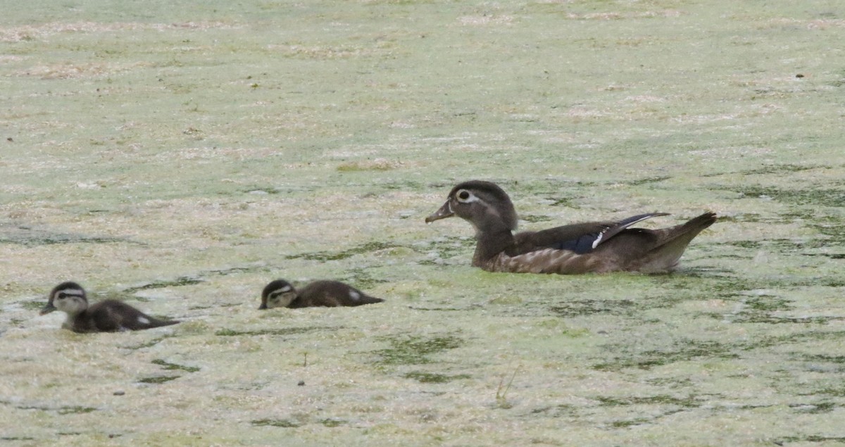 Wood Duck - ML472349101