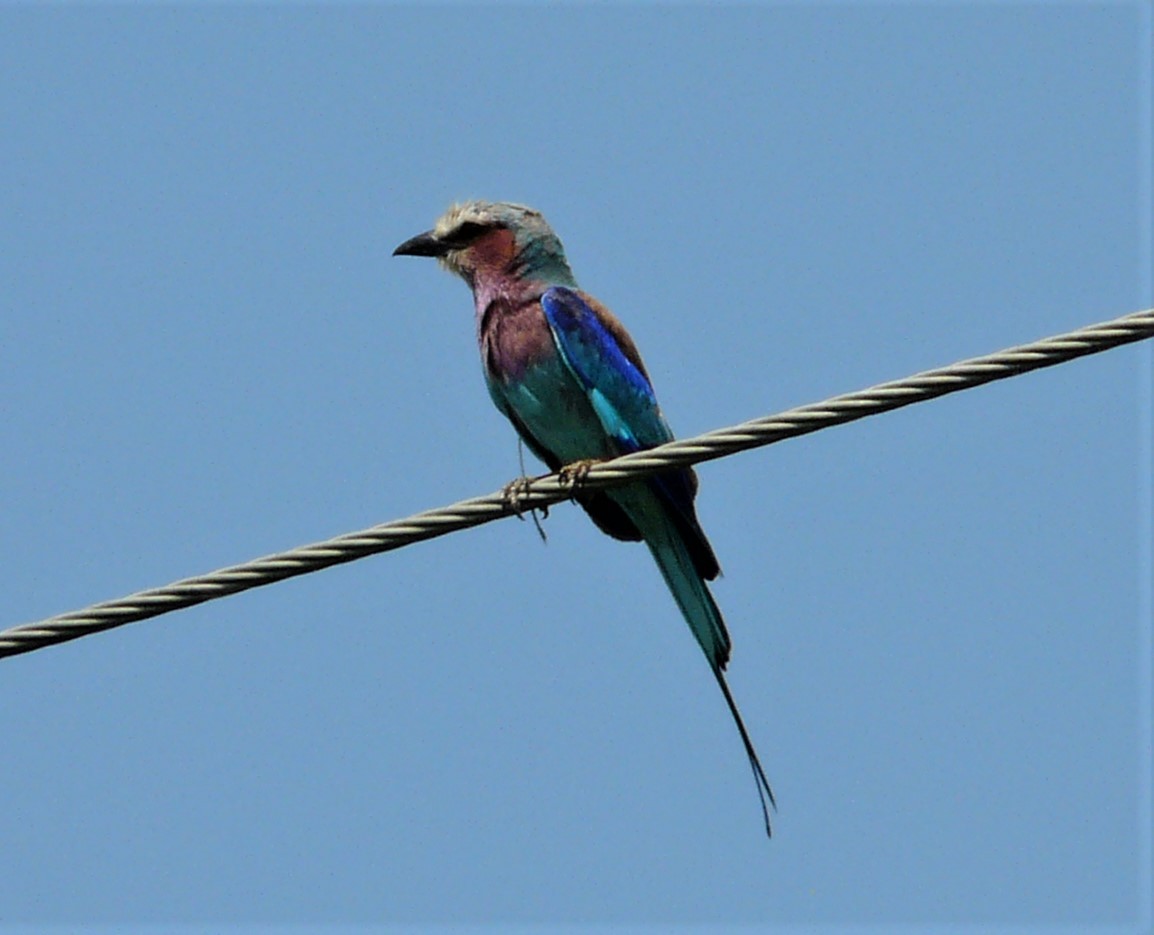 Lilac-breasted Roller - Peter Osenton