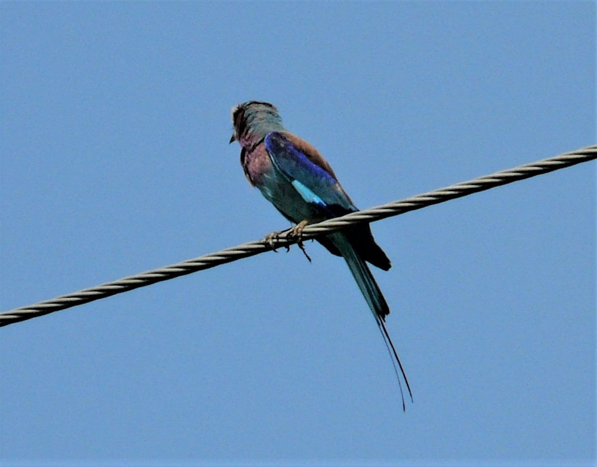 Lilac-breasted Roller - Peter Osenton