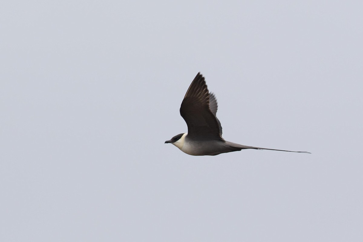 Long-tailed Jaeger - ML472349971