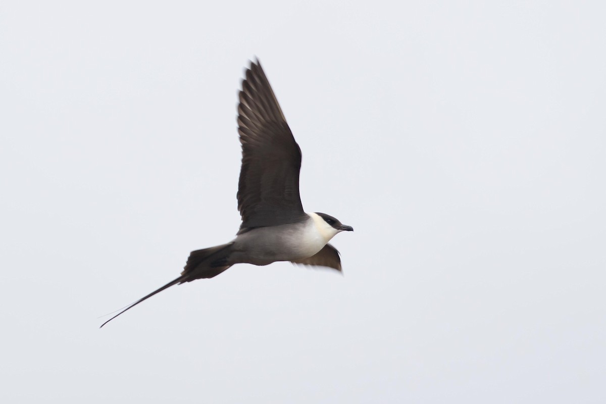 Long-tailed Jaeger - ML472349981