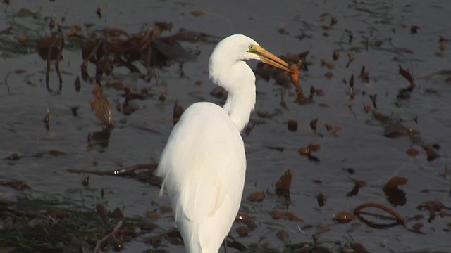 Great Egret (American) - ML472350