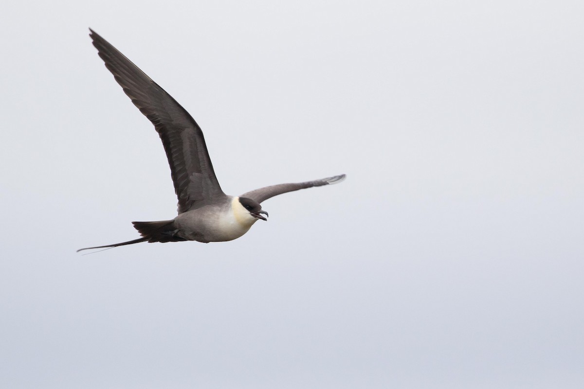 Long-tailed Jaeger - ML472350001
