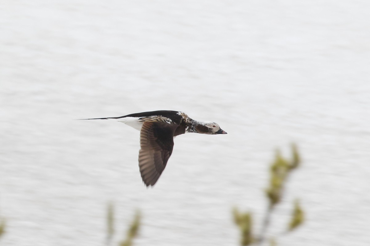 Long-tailed Duck - ML472350251