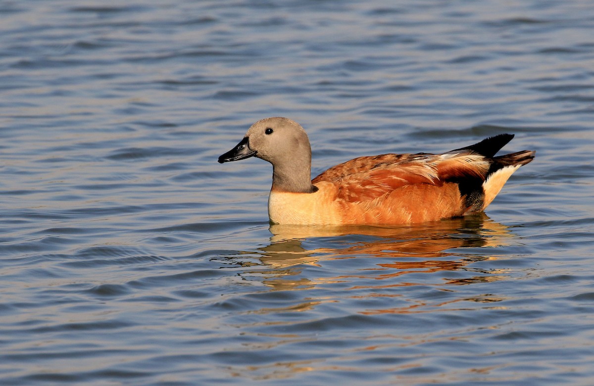 South African Shelduck - Patrick MONNEY