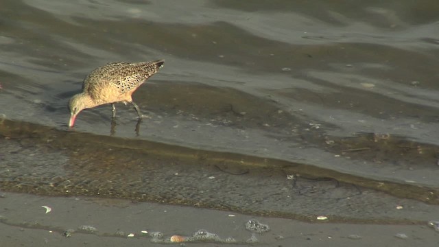 Limosa sp. - ML472352