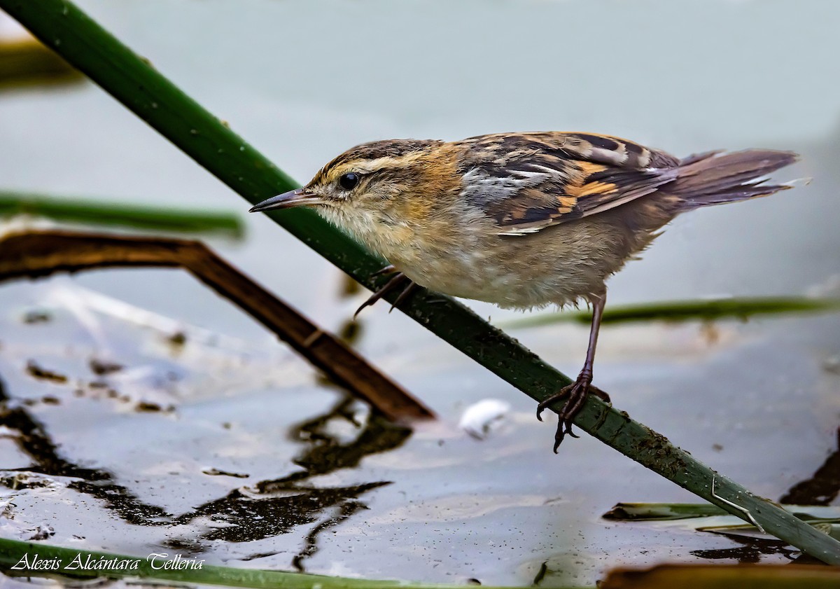 Wren-like Rushbird - ML472352281
