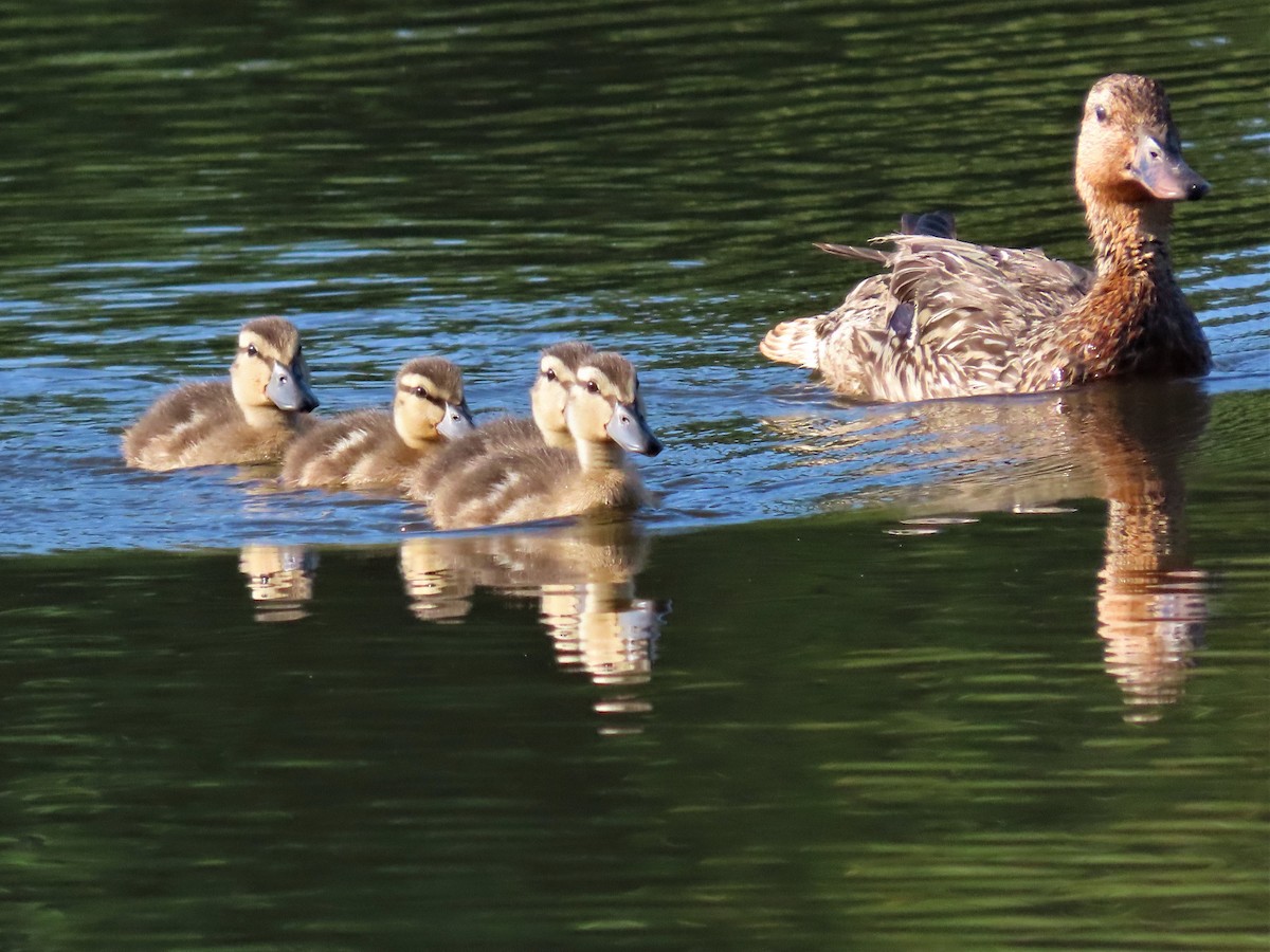 Зэрлэг нугас - ML472352471