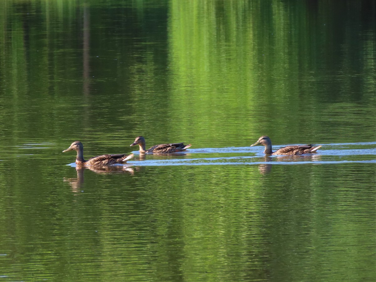 Зэрлэг нугас - ML472352481