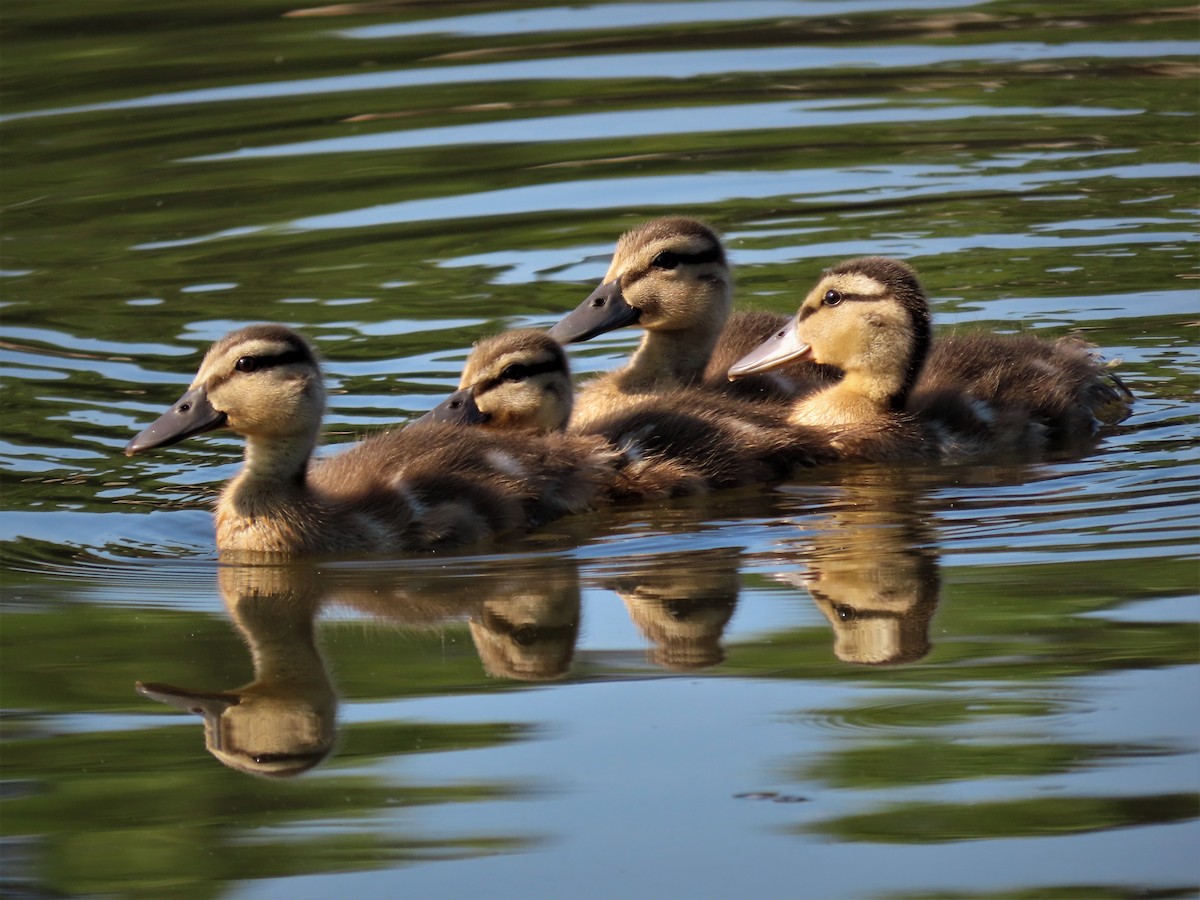 Mallard - Linda Vitchock