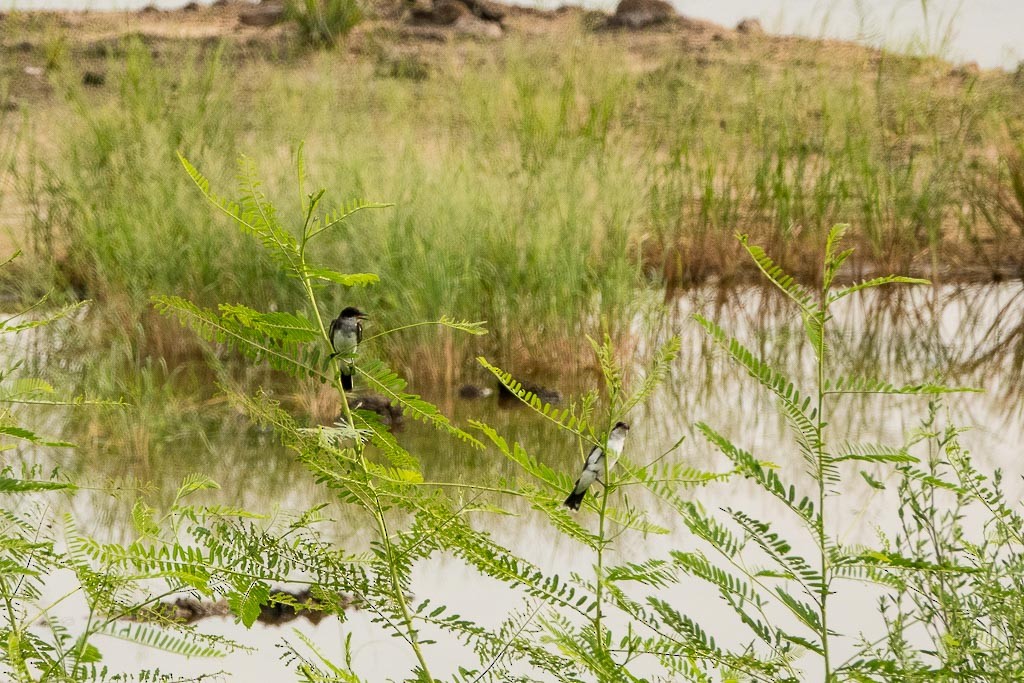 Eastern Kingbird - Mary Lou Dickson