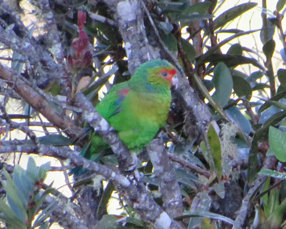 ML472353311 - Red-faced Parrot - Macaulay Library