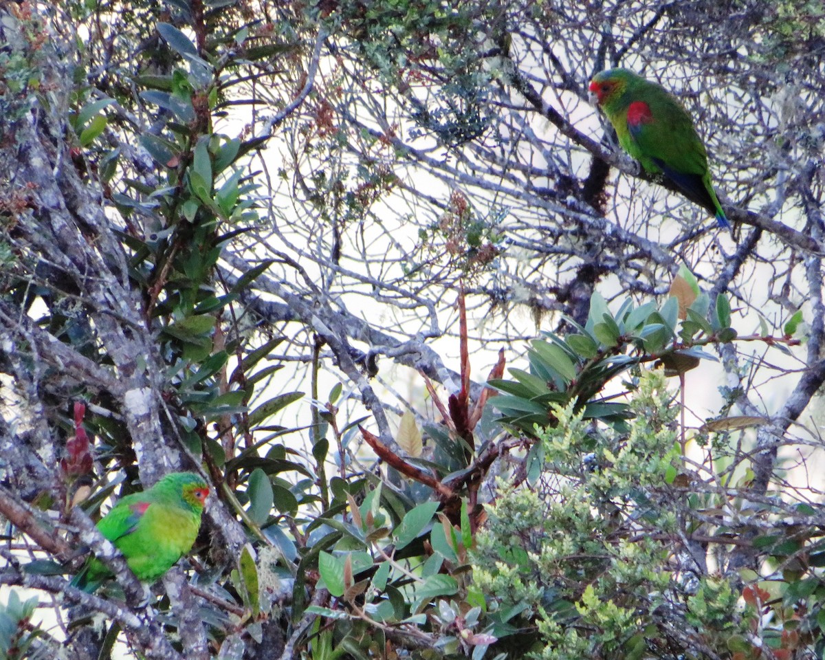 Red-faced Parrot - Hector Cadena