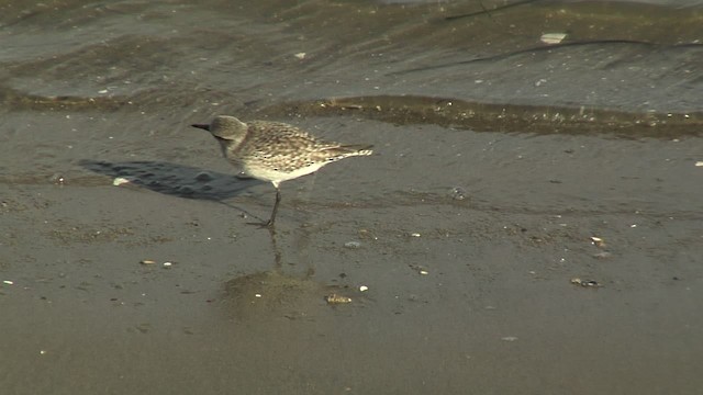 Black-bellied Plover - ML472354