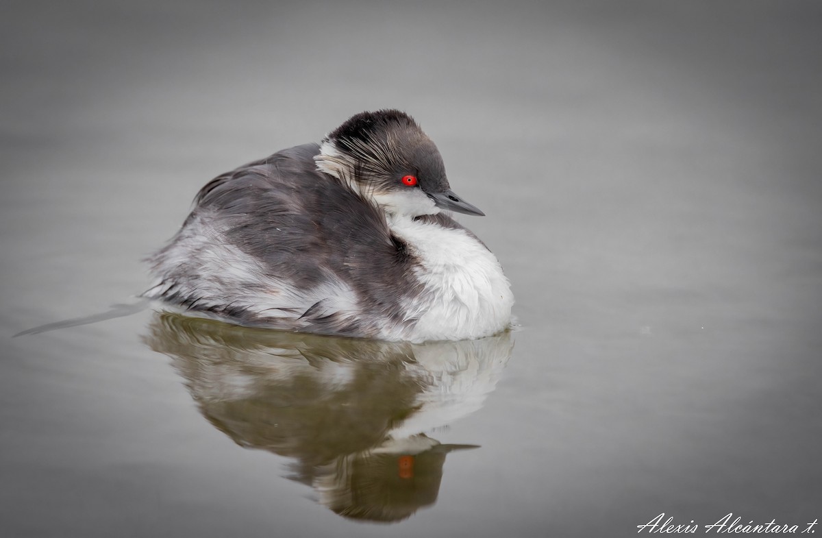 Silvery Grebe - ML472354091