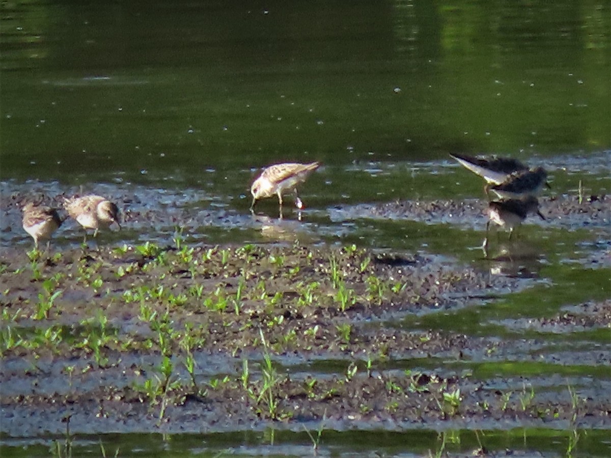 Semipalmated Sandpiper - ML472354101