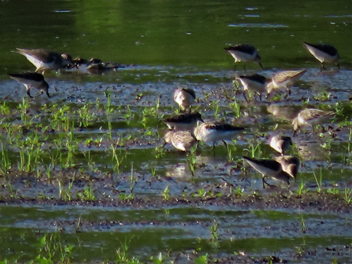 Semipalmated Sandpiper - ML472354111