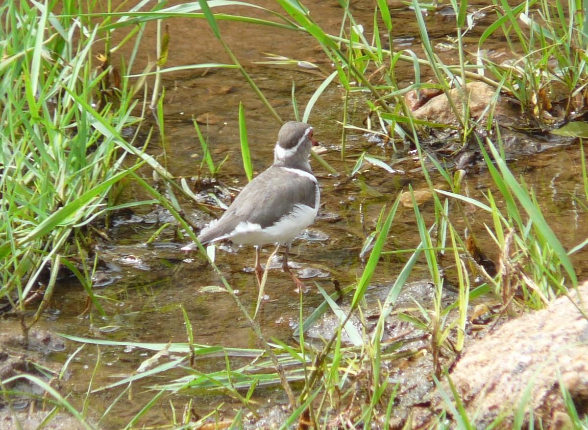 Three-banded Plover - ML472354151